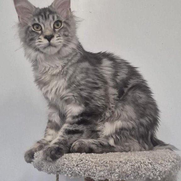 Maine Coon AP Amelia
