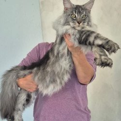 Maine Coon AP Quiet
