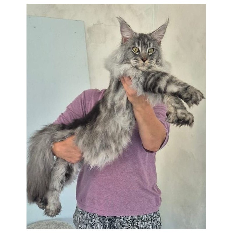 Maine Coon AP Quiet