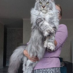 Maine Coon AP Quiet