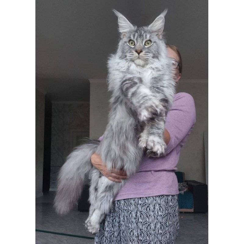 Maine Coon AP Quiet
