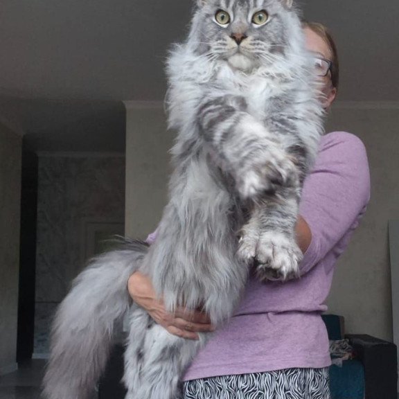 Maine Coon AP Quiet