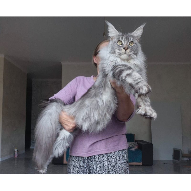 Maine Coon AP Quiet