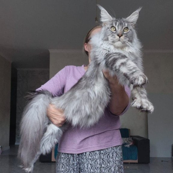 Maine Coon AP Quiet