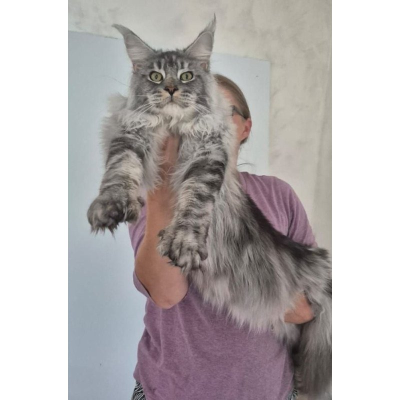 Maine Coon AP Quiet