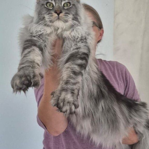 Maine Coon AP Quiet