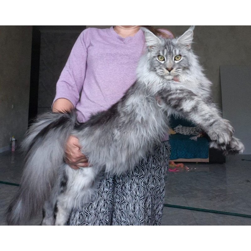 Maine Coon AP Quiet