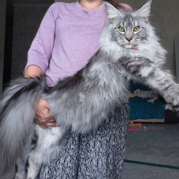 Maine Coon AP Quiet