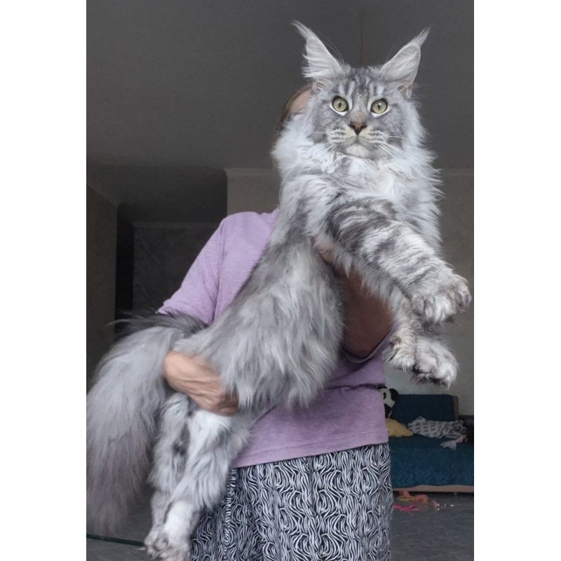 Maine Coon AP Quiet