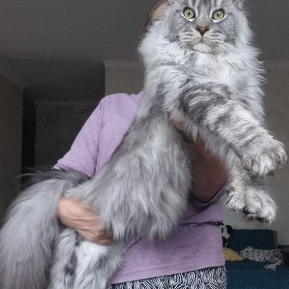 Maine Coon AP Quiet