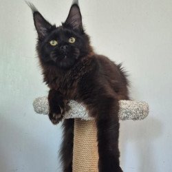 Maine Coon AP Wanda