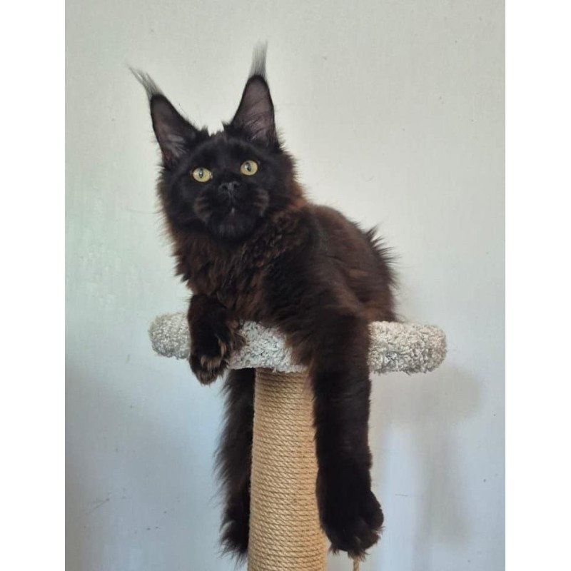 Maine Coon AP Wanda
