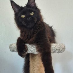 Maine Coon AP Wanda