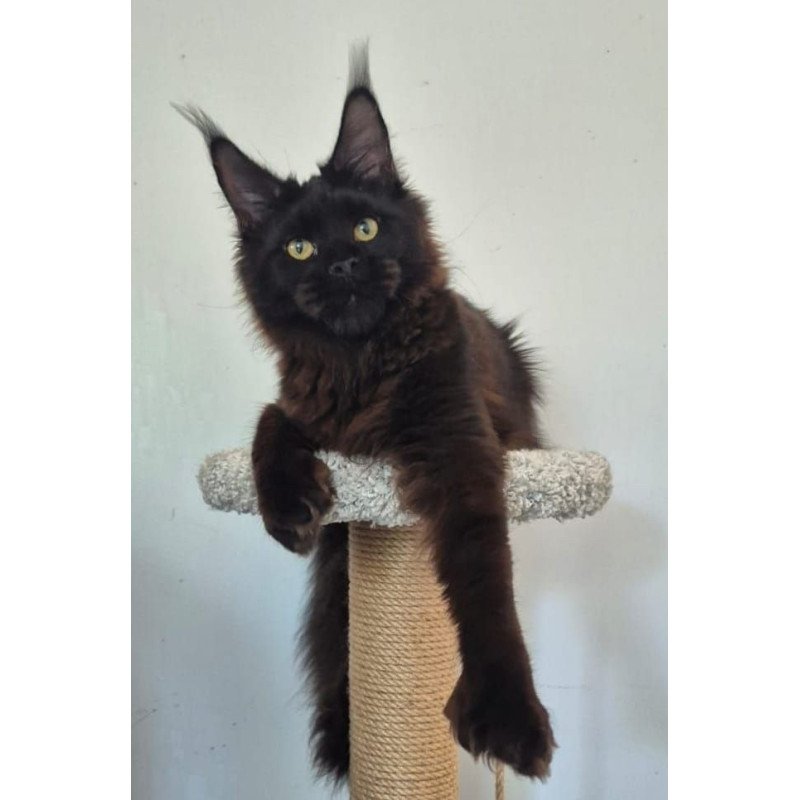 Maine Coon AP Wanda