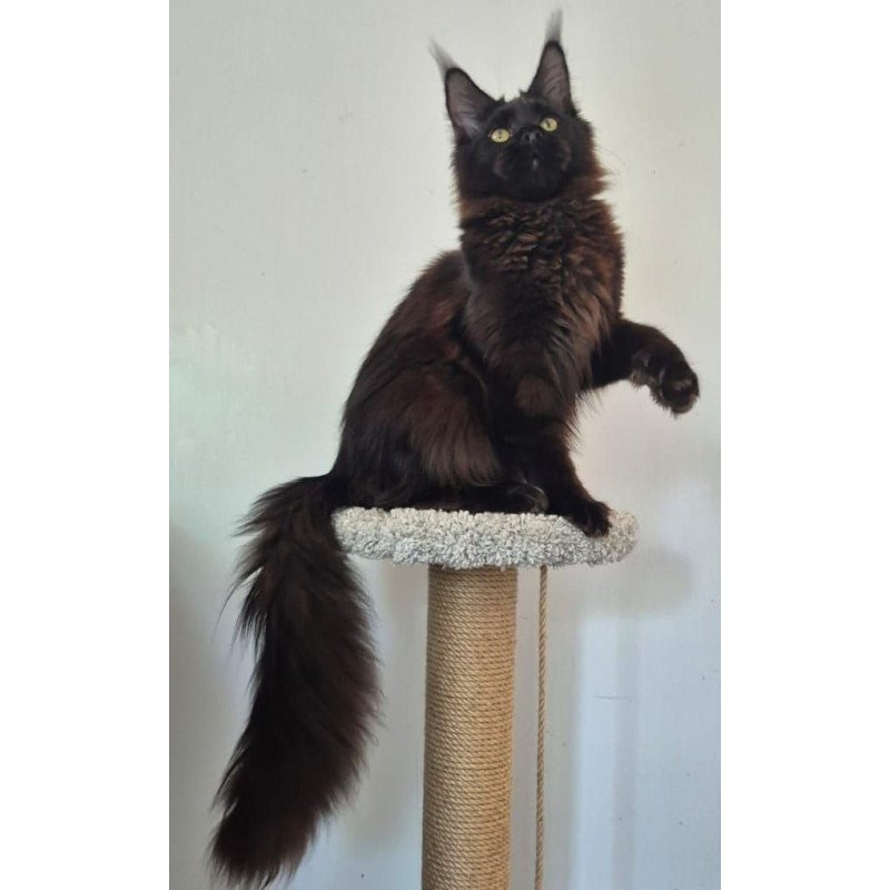 Maine Coon AP Wanda