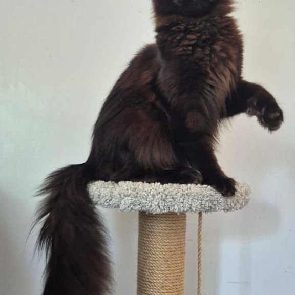 Maine Coon AP Wanda
