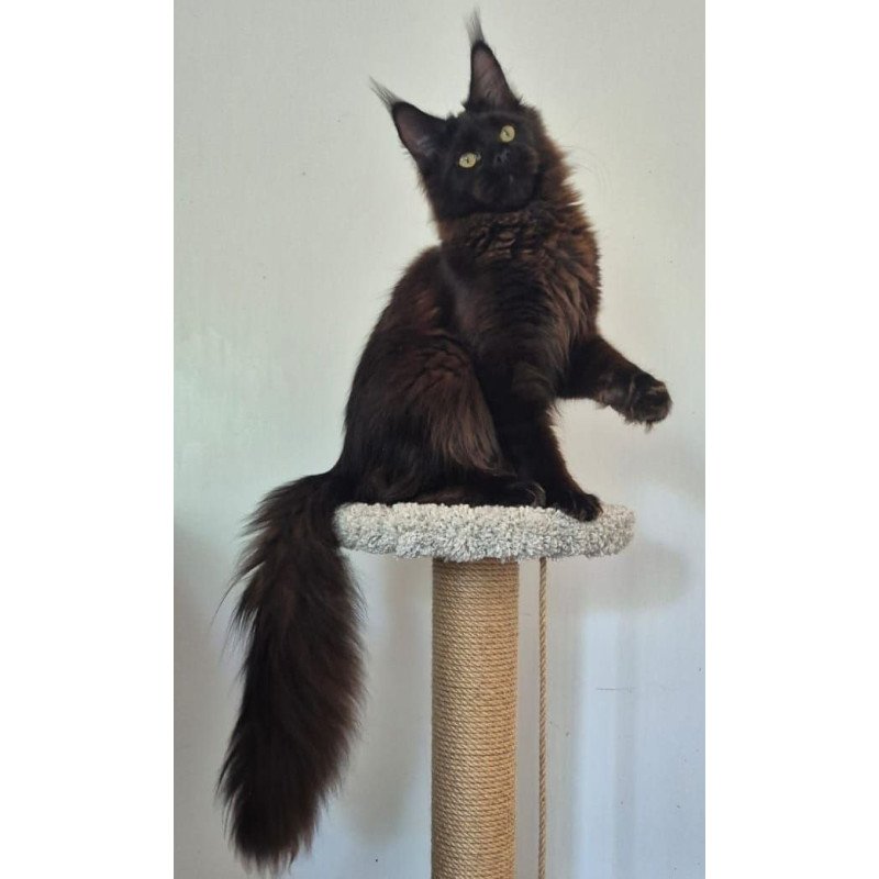 Maine Coon AP Wanda