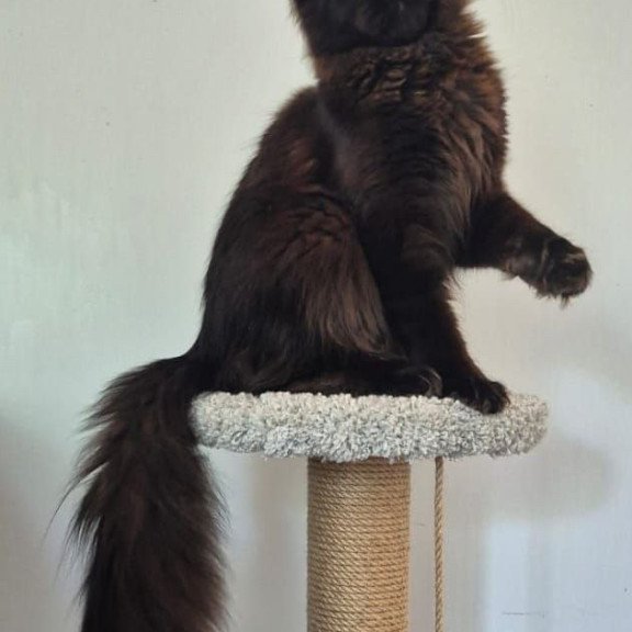 Maine Coon AP Wanda