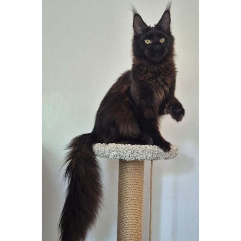 Maine Coon AP Wanda