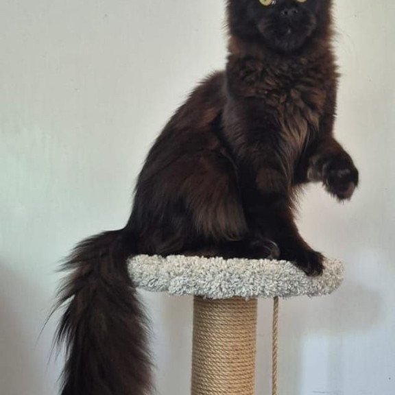 Maine Coon AP Wanda