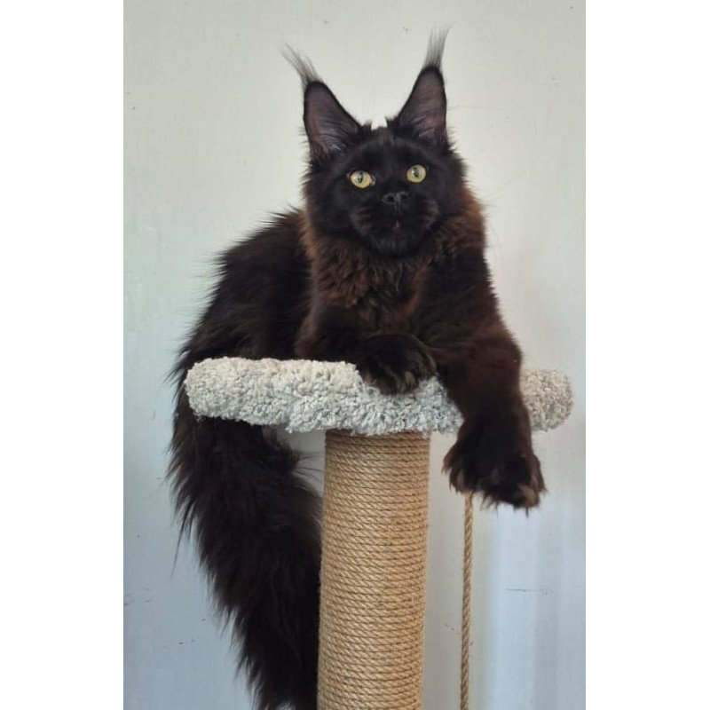 Maine Coon AP Wanda