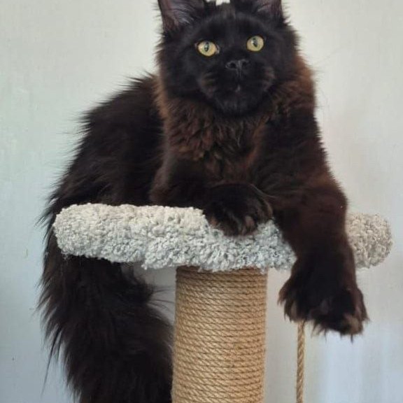 Maine Coon AP Wanda