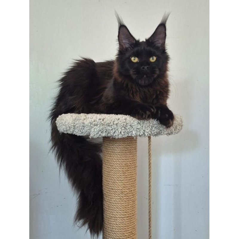 Maine Coon AP Wanda