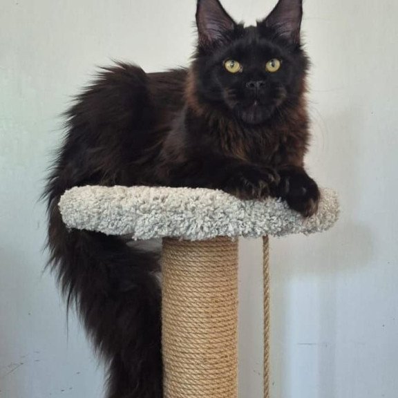 Maine Coon AP Wanda