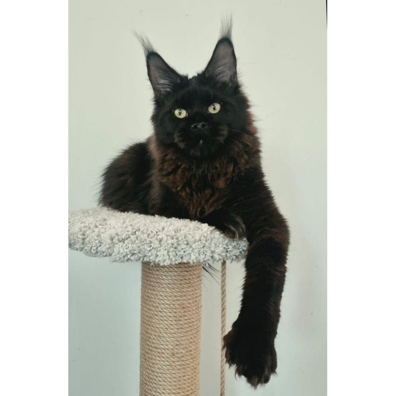 Maine Coon AP Wanda