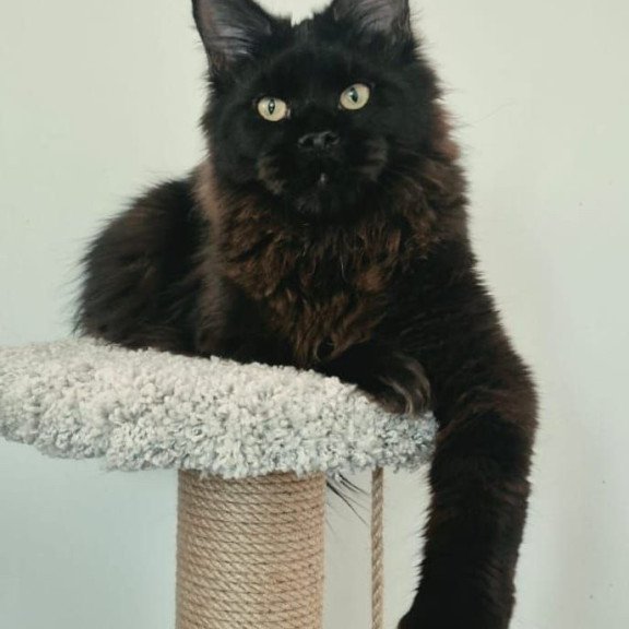 Maine Coon AP Wanda