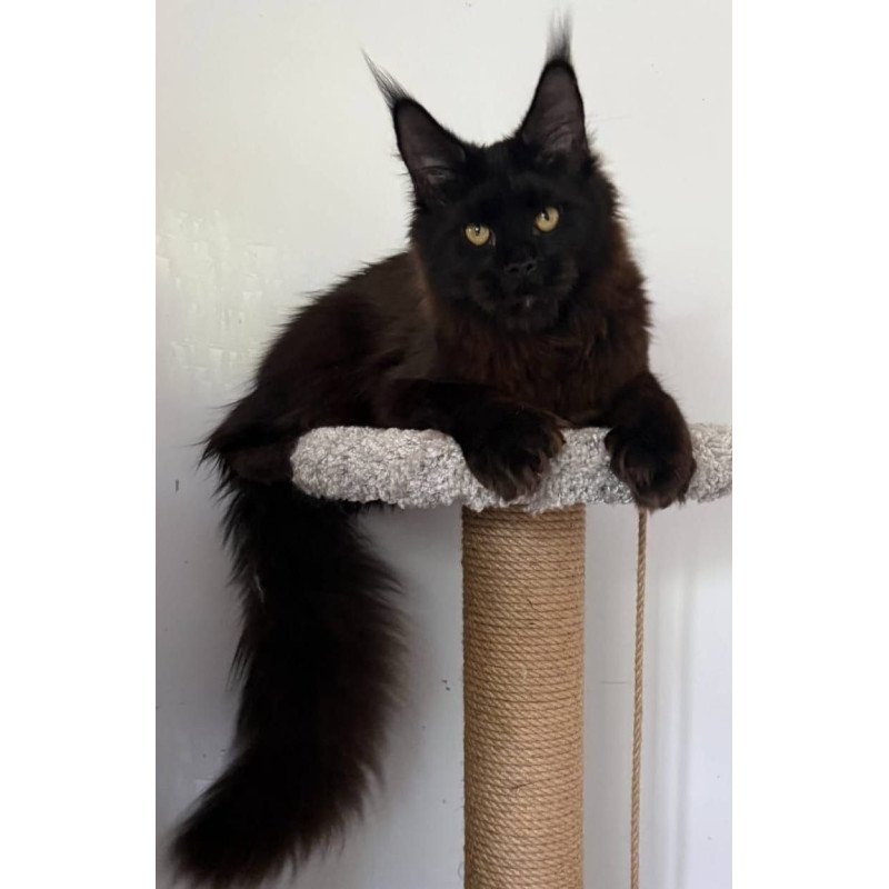 Maine Coon AP Wanda