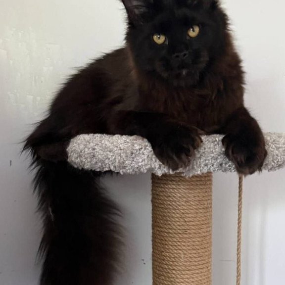 Maine Coon AP Wanda