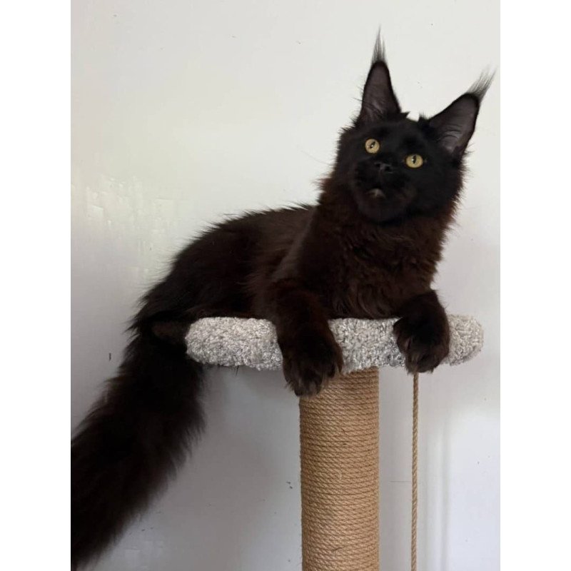 Maine Coon AP Wanda