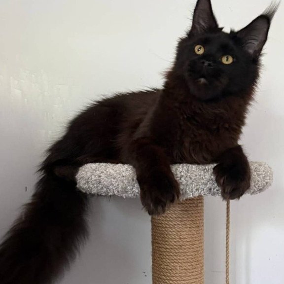 Maine Coon AP Wanda