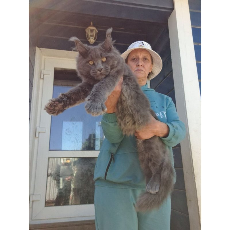 Maine Coon AP Erik