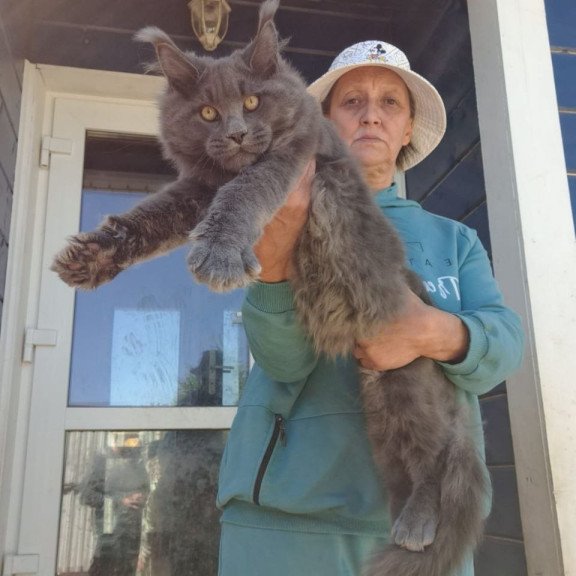 Maine Coon AP Erik