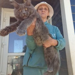 Maine Coon AP Erik