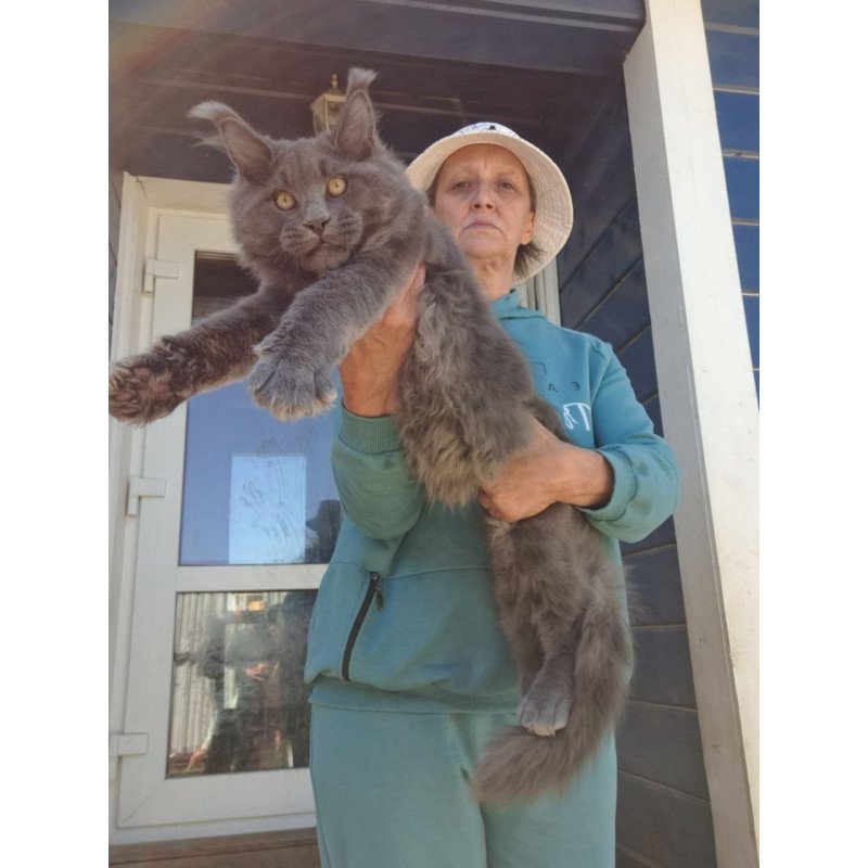 Maine Coon AP Erik