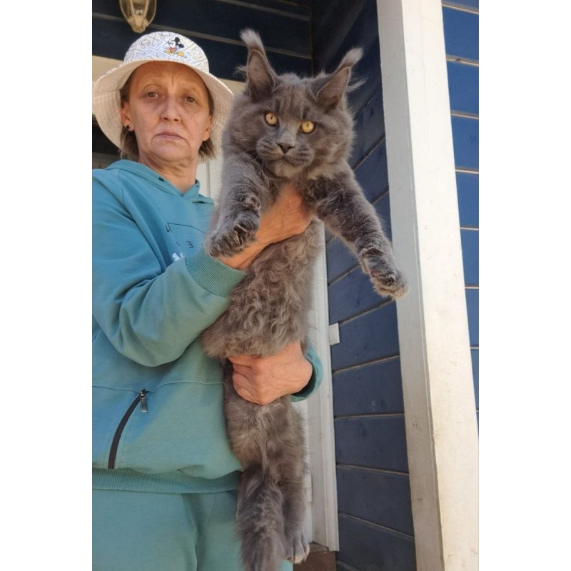 Maine Coon AP Erik