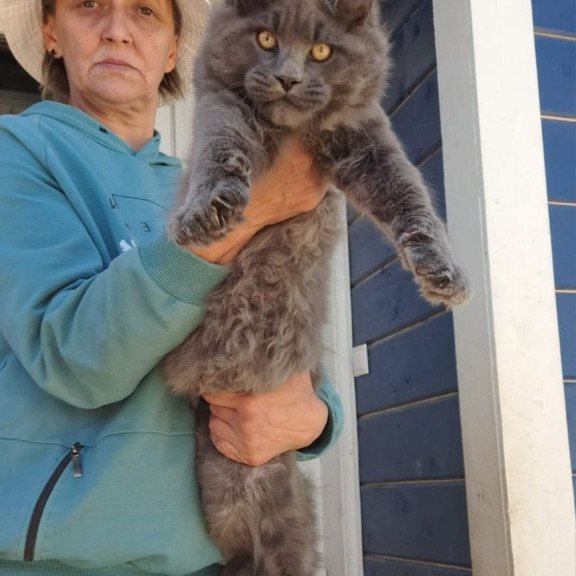 Maine Coon AP Erik