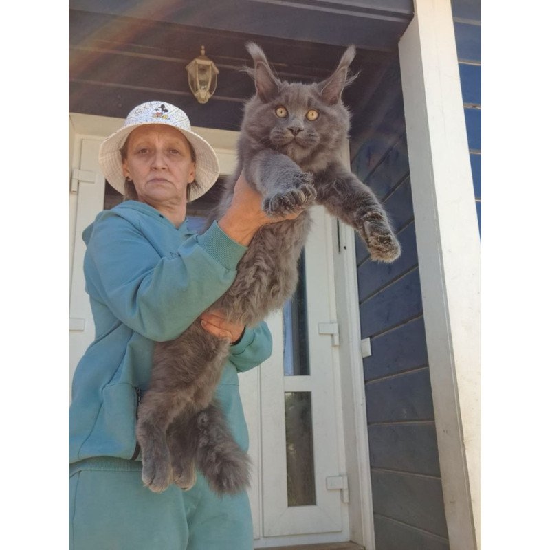 Maine Coon AP Erik