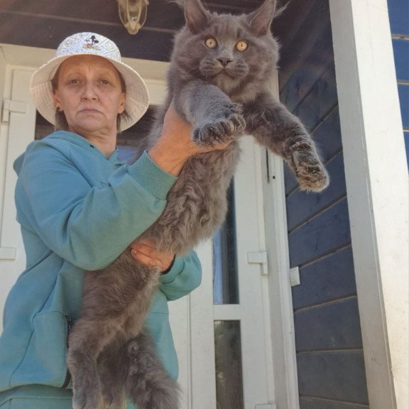 Maine Coon AP Erik