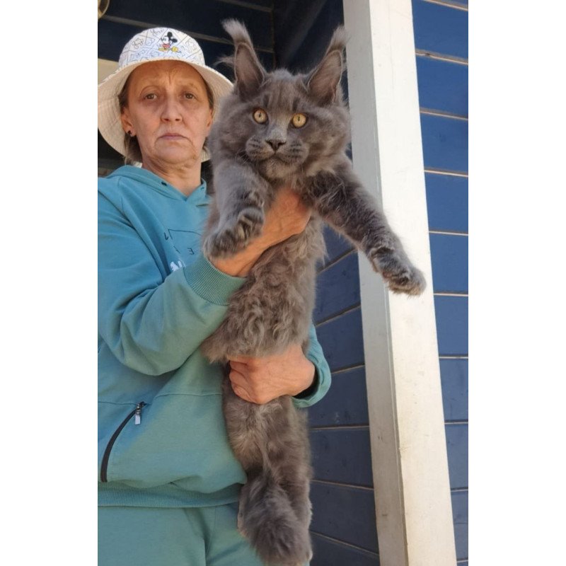 Maine Coon AP Erik