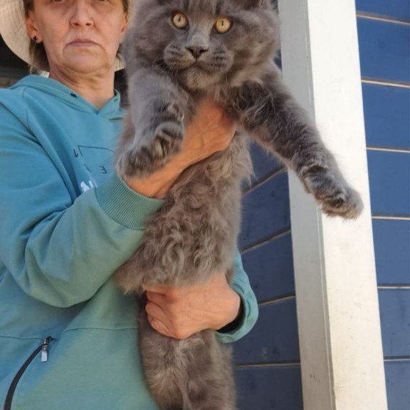 Maine Coon AP Erik