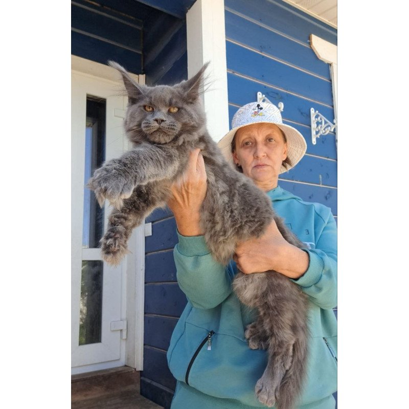 Maine Coon AP Erik