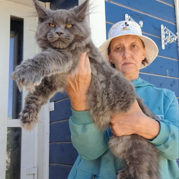 Maine Coon AP Erik