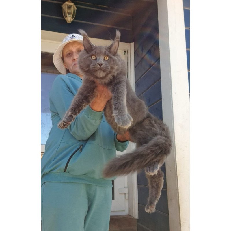 Maine Coon AP Erik
