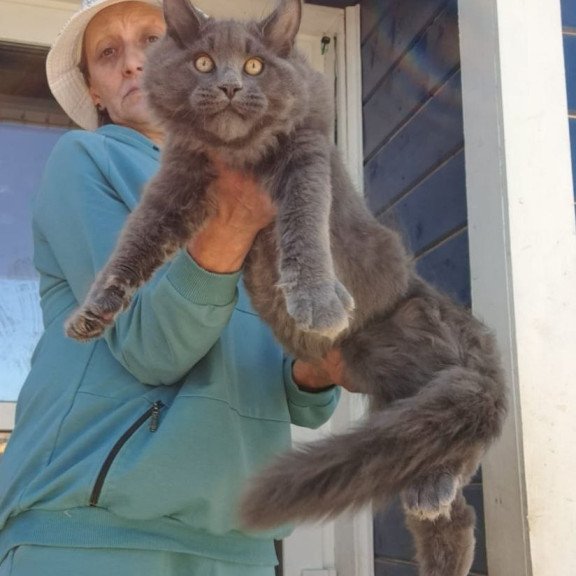 Maine Coon AP Erik