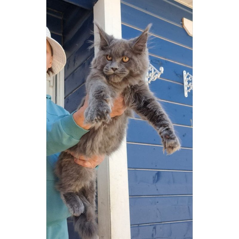 Maine Coon AP Erik