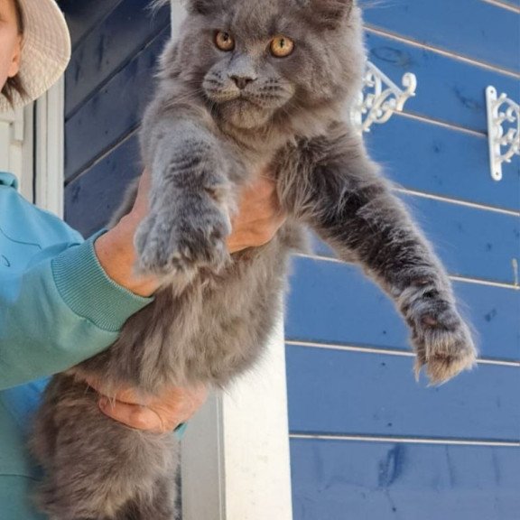 Maine Coon AP Erik